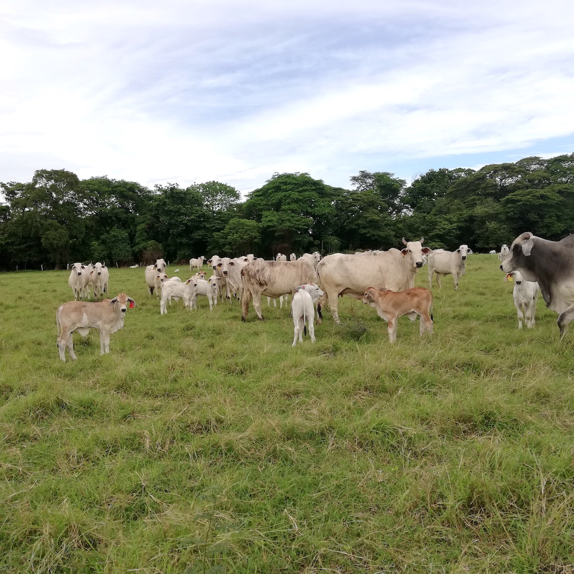 Costa Rican Cattle