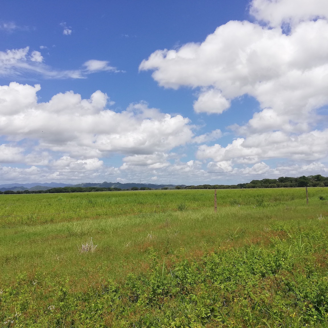 Farmland for Sugar Cane, Rice, Teak or anything